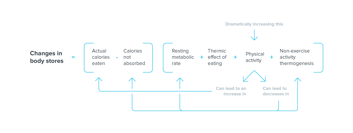 changes in body stores equation 4