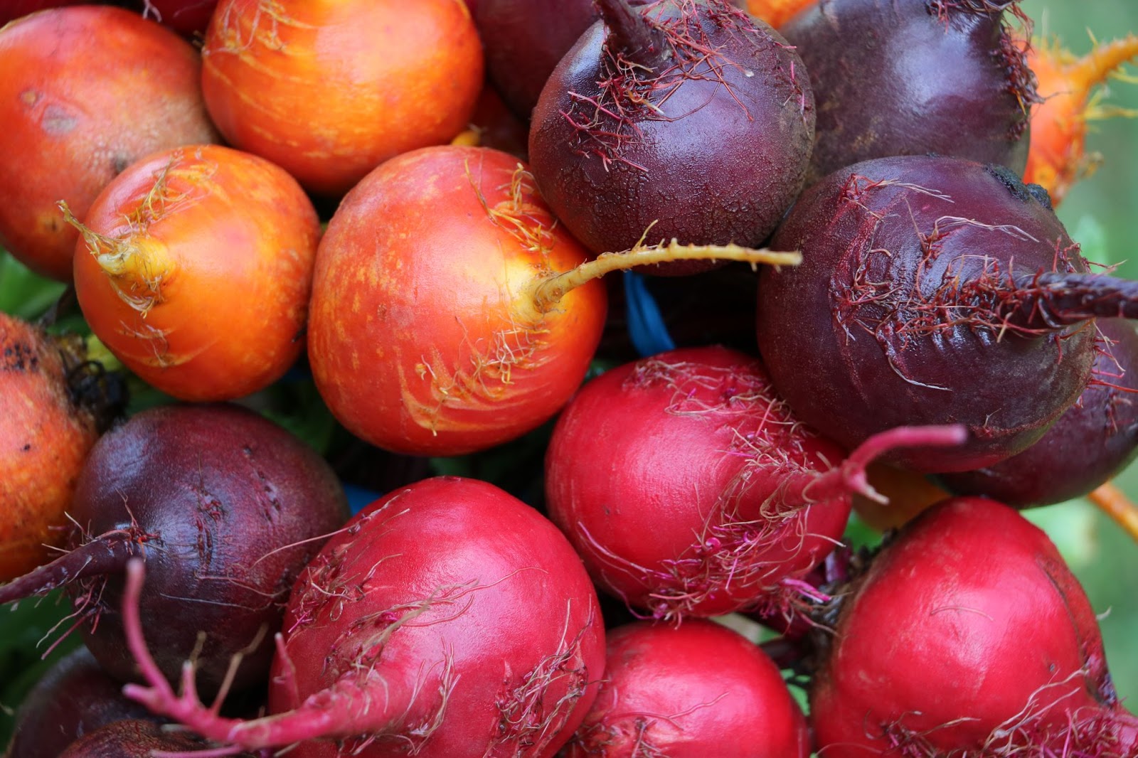 Multicolored bunch of beet vegetables.