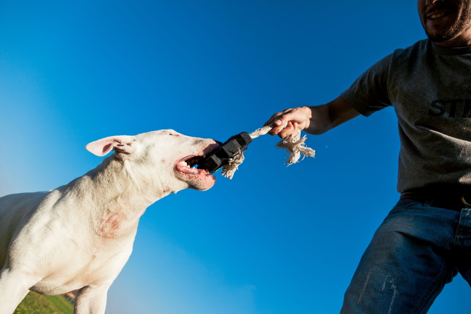 Big dog playing tug-o-war with owner in a park