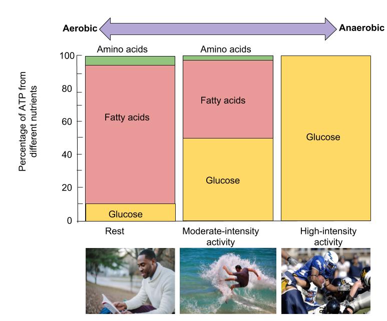 Graph showing the effect of exercise intensity on fuel sources